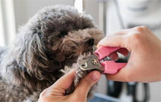 ​小狗指甲怎么剪