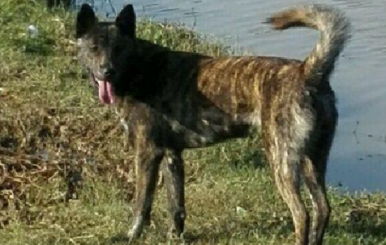 ​虎斑犬怎么训练