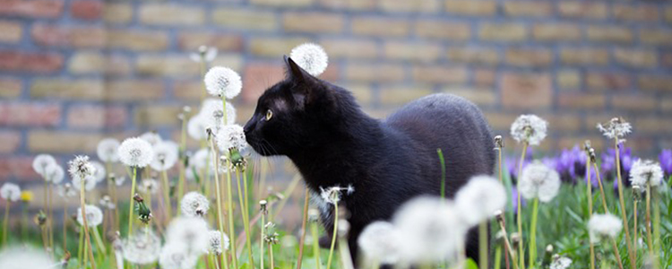 给猫咪洗澡的正确方法