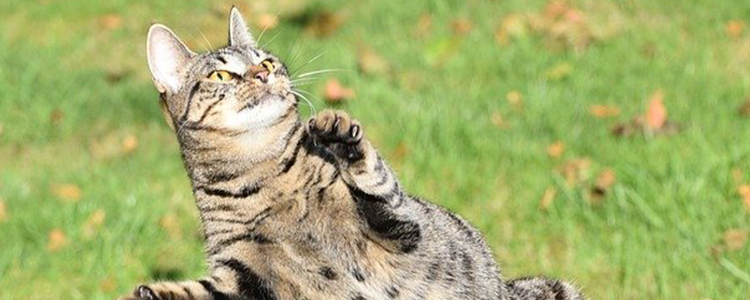 猫咪吃什么有助于猫藓的恢复