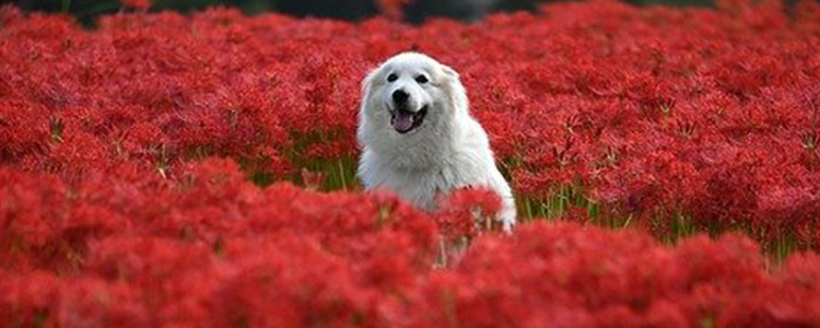 夏天狗狗多久洗一次澡