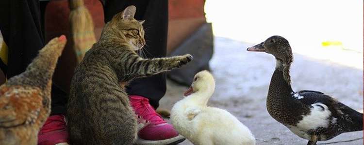 夏天给猫洗澡吹半干行吗