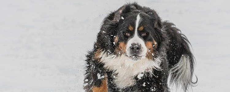 冬天怎么照顾狗狗