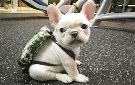 短鼻犬为什么不能上飞机