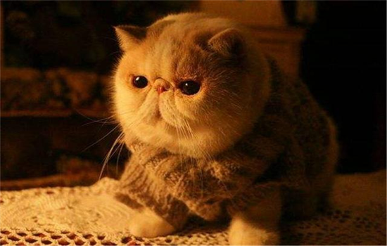 短鼻猫可以托运吗