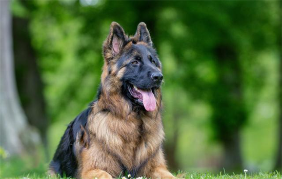 牧羊犬怎么训练