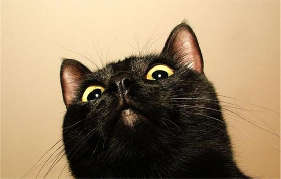 ​中华田园猫是什么猫种