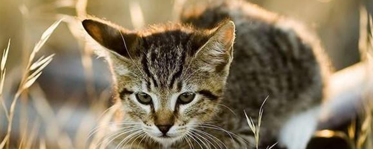 小奶猫能吃什么东西