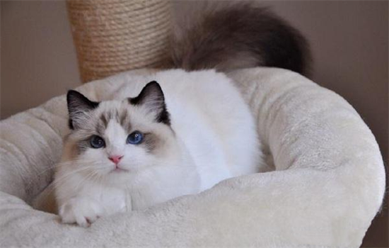 大猫咬小猫脖子是什么意思