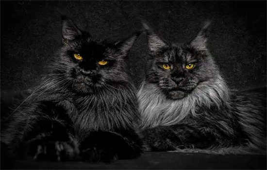 ​缅因猫几个月开始爆毛