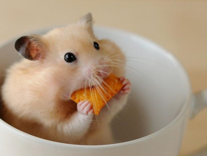 仓鼠可以吃菜叶吗