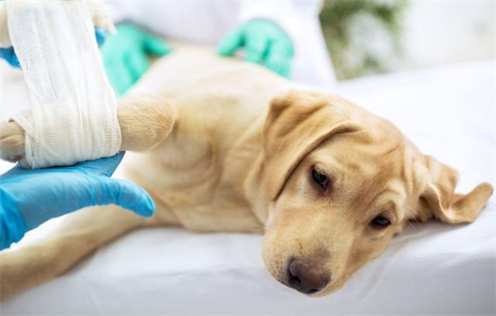 ​狗狗打针打哪里