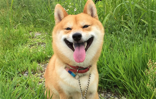 ​狗狗很依赖主人的表现