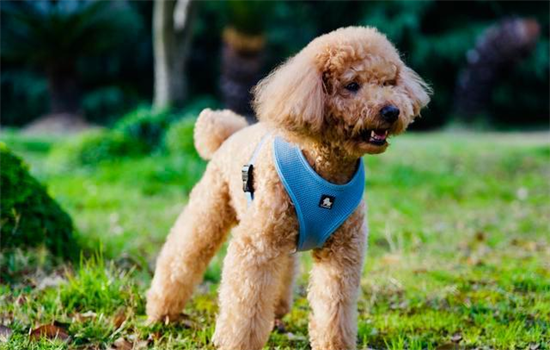 ​狗的咬合力有多大