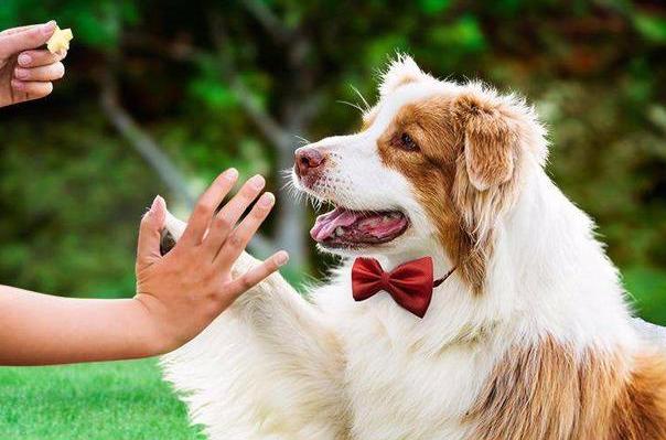 要是连这些都给不了狗狗，那你真的不适合养狗！