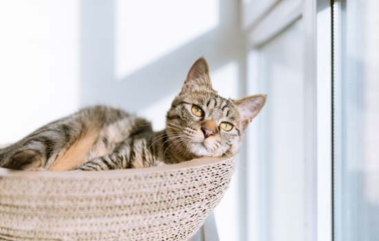 宠物猫流泪是怎么回事