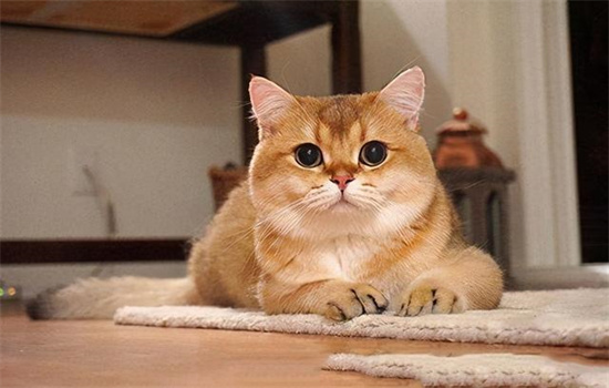 ​金渐层为什么越养越黑