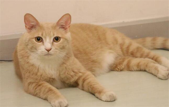 ​剪指甲剪到猫咪血线怎么办