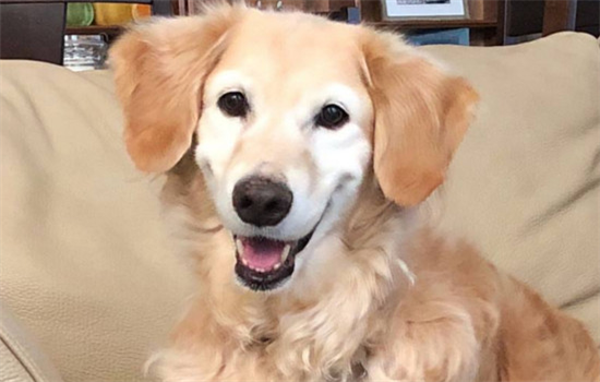 狗狗掉牙是多大年纪了