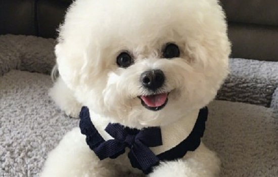 比熊可以天天吃蛋黄吗