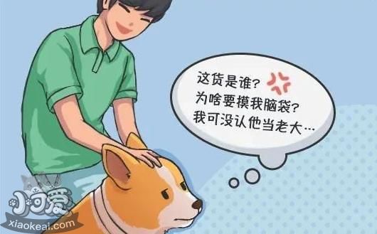 狗狗犯错后“装可怜”，真的知道错了吗？