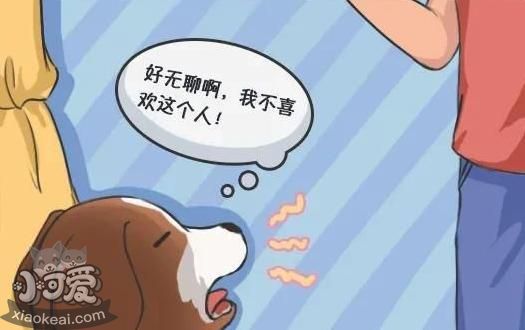 狗狗犯错后“装可怜”，真的知道错了吗？