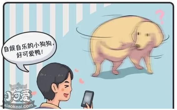 狗狗犯错后“装可怜”，真的知道错了吗？