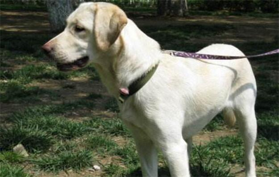 给狗狗剪指甲怎么剪