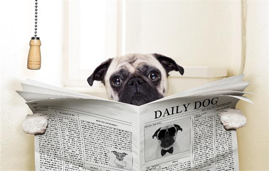 ​怎么教小狗狗在指定地方上厕所