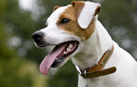 ​如何教狗狗在固定地方大小便