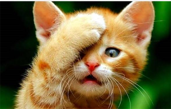 ​猫咪太瘦吃什么能快速胖起来