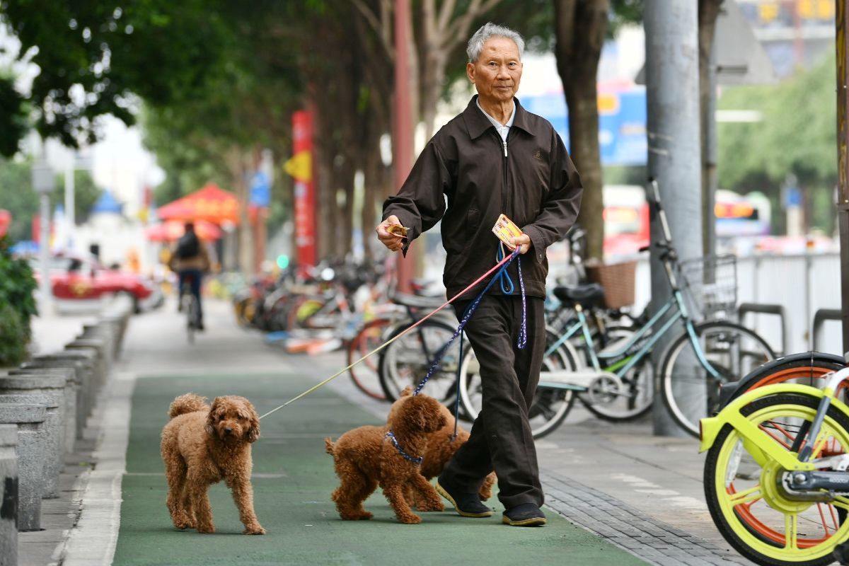 重阳节：送老人一只宠物吧~