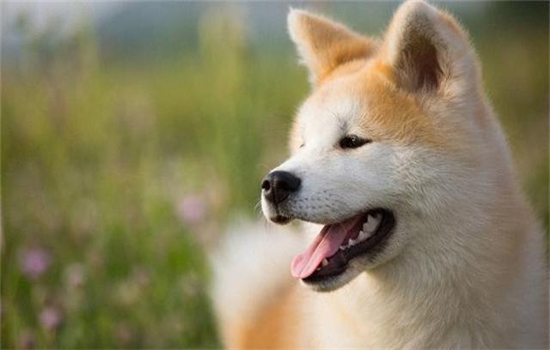 ​狗狗每天5点就叫怎么办