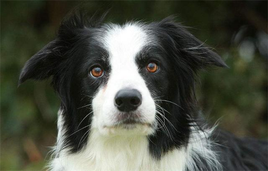 狗狗吃狗粮不嚼直接吞怎么办