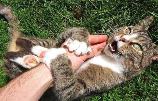 ​小猫咬人是什么原因