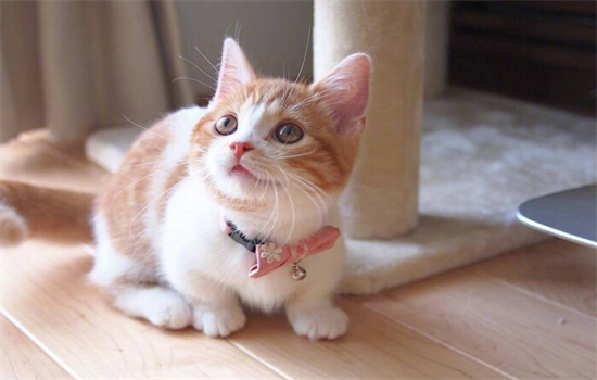 ​猫剪指甲剪到血线的后果