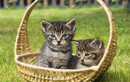 ​刚出生两个月的猫吃什么