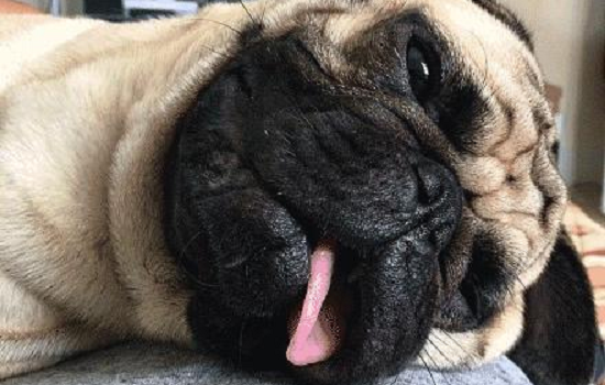 ​狗狗为什么不会用力咬主人