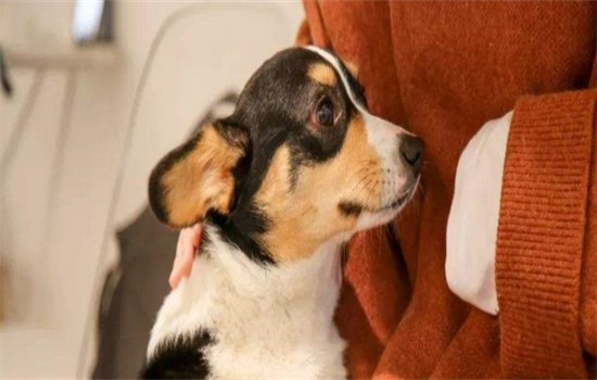 ​狗狗为什么不会用力咬主人