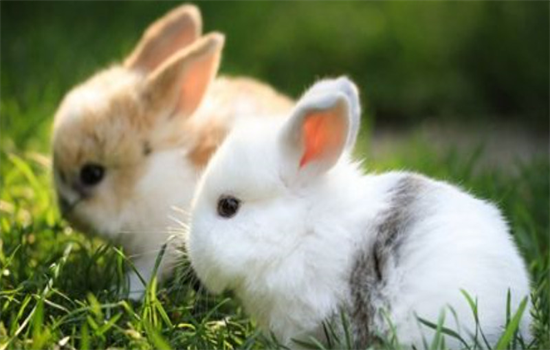 ​兔子可以同笼养吗