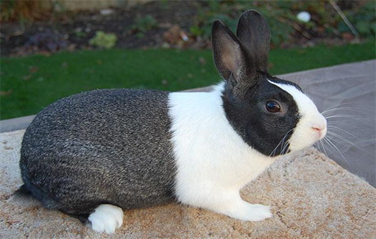 ​荷兰兔寿命一般多少年