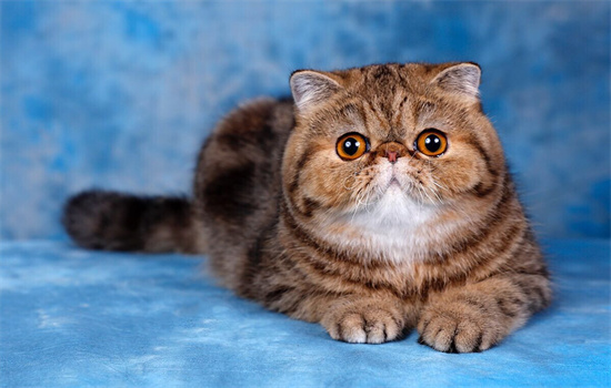 ​怎样给猫咪剪指甲最正确