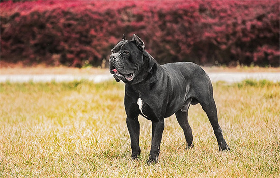 ​狗狗摇尾巴代表什么心情