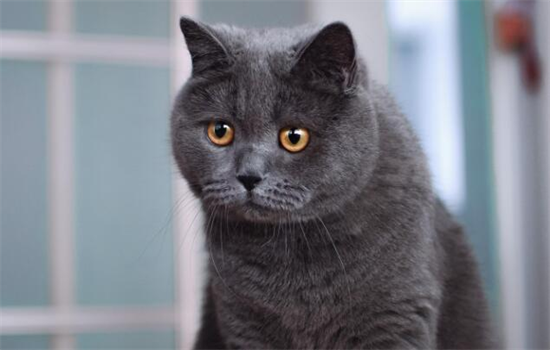 猫在家找不到了有什么办法