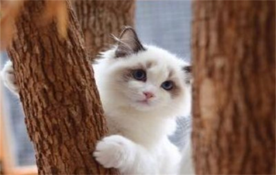 ​布偶多大才会爆毛