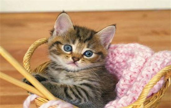 ​10天小猫怎么看长短毛