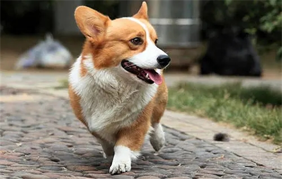 狗狗舌头一直伸在外面怎么办