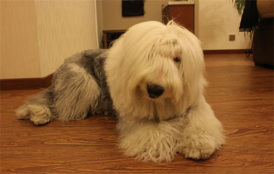 ​狗狗凶主人甚至咬主人怎么办