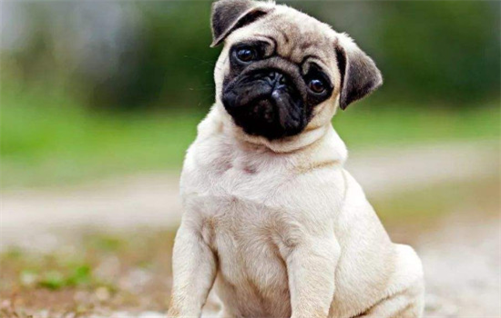 ​怎么训练狗狗坐下和握手