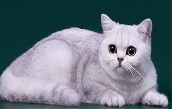 ​猫咪漏尿什么原因